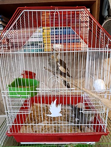 taxta qəfəs: Nimfa (Cockatiel) papağanı və qəfəs dəsti - Növ: Nimfa (cockatiel) – — 1