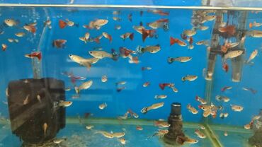 ucuz akvarium baliqlari: Quppilerimiz geldi