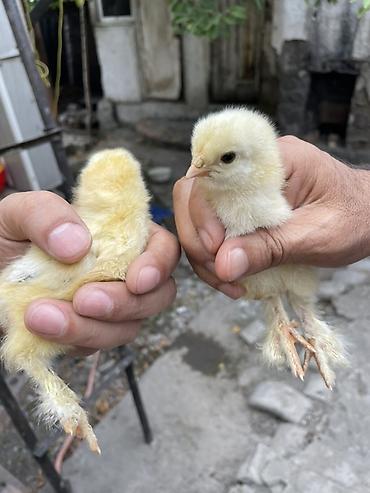 черный брама: Продаю | Инкубационные яйца | Брама | Для разведения — 3