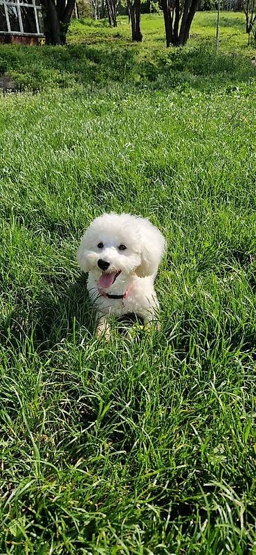 Psi: Tulearski pas (Koton)-štenci Na prodaju su 3 preslatka šteneta rase — 12