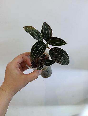 Драцены и Сансевиерии: Драцена (разные виды, в горшках) находится в Кара Балте - Эффектные — 21