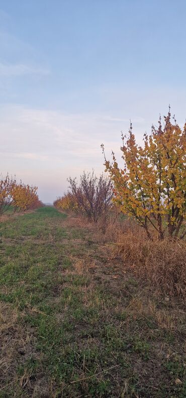 Tinglər: Meyvə tingləri – intensiv bağlar üçün - Növlər: alma və armud heyva — 11