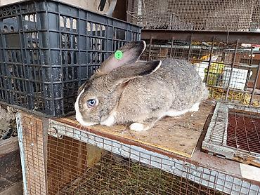 Кролики: Продаю | Крольчиха (самка), Крольчата — 9