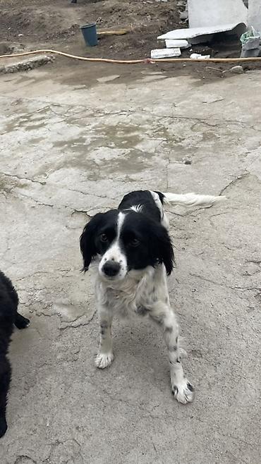 Отдам даром собаку: Собака русский охотничий спаниель, мелкая/средняя, черно-белого окраса — 6