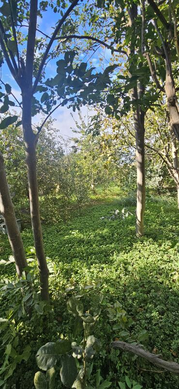 Torpaq sahələrinin satışı: 48 sot, Kənd təsərrüfatı, Kupça (Çıxarış) — 18