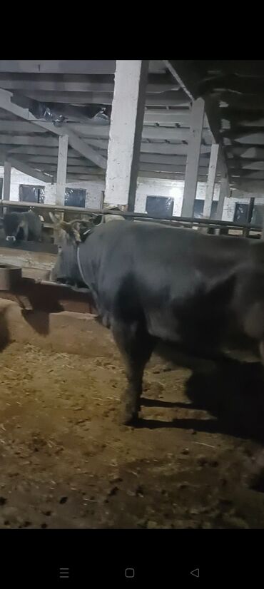 Другие животные: Буга алабыз тирик салмака куплю бык живой вес 300