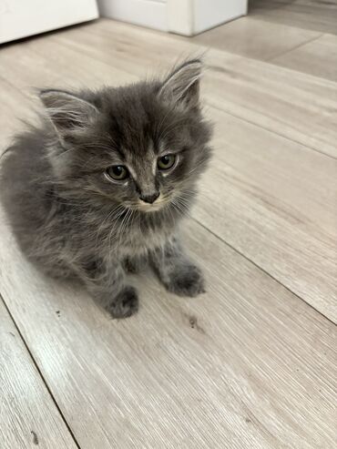 кот для вязки: 2 месяца, Девочка, Приучена к лотку