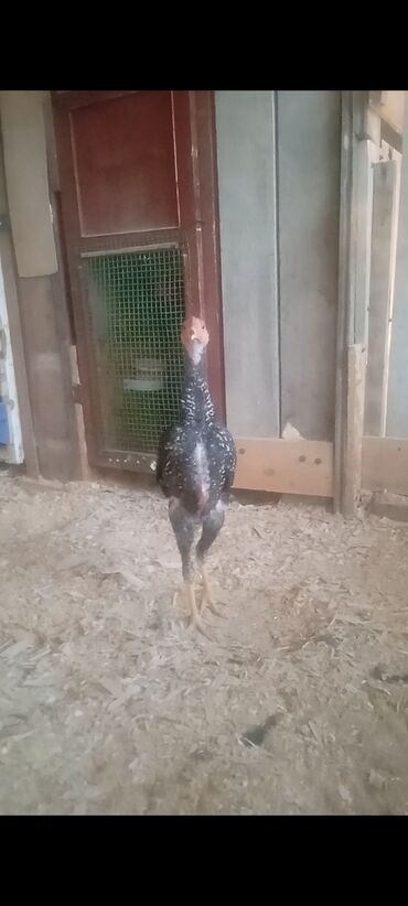 клетка для перепелов купить: Дакан жожо короз сатылат 3 айлык болду таза о шамо бекерчилер