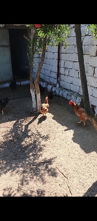 brama toyuqları: Yumurtlayan Kend Toyugları Hamısı Toyuğ altınan Cıxıb 10 eded Toyug — 2