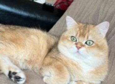 pişik daşıma: Qızıl şinşilla, Erkək