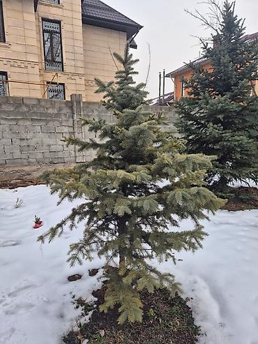 Ель: Ели для озеленения участка - Породные хвойные деревья с плотной — 9