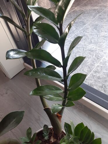 Замиокулькас (Долларовое дерево): Продаю комнатные цветы срочно только оптом цена договорная — 13