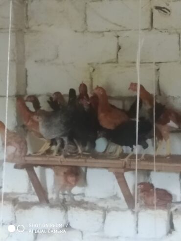 Cücələr: Toyuq cücələri, Damazlıq — 10