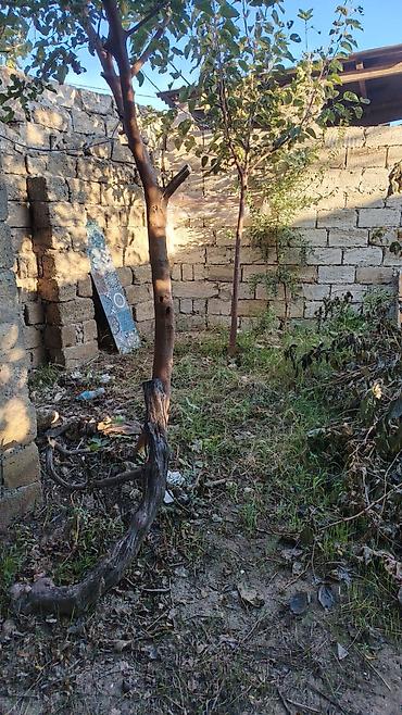 Bağ evlərinin satışı: Salam maşataga karvan şadliq evin arxasinda yerlesir.yari tikilidir — 3