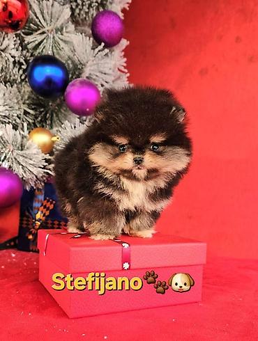 Psi: Pomeranac Boo. NOVO! Ekskluzivni dugo ocekivani stenci pomeranca u — 3