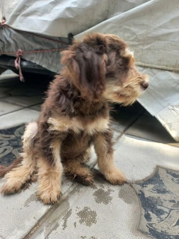 İtlər: 2 ay, Erkek, Ünvandan götürmə — 4