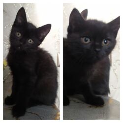 доброй: Кошка даром: Британская короткошёрстная, 3 месяца, Мальчик, Проглистована, Метис, Приучена к лотку