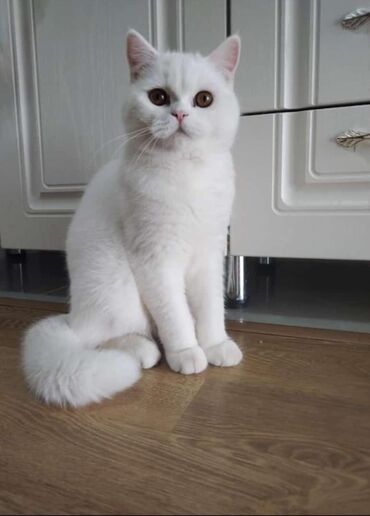 british cat: Pishik Tecili satilir Parodadir British Shorthair erkekdir 6-ayliq