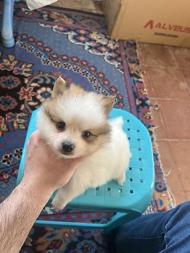 İtlər: Şpitz — 7