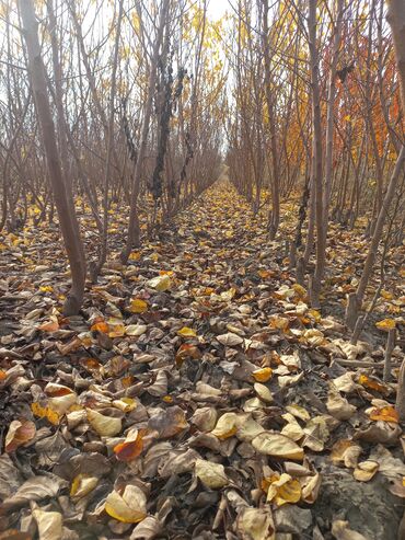 Şitillər: Ərik Tingləri . "Saglam Tinglər Saglam Bagçiliqin Təminatidir"🌱 Yeni — 12