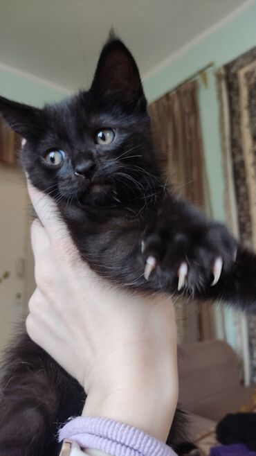 маленькие коты: Милый котенок - мальчик черный с белым пятнышком на шее очень