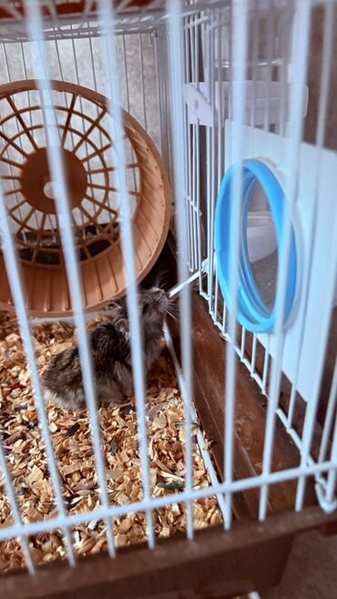 qefes: Bu qəfəsdə olan hamster aktiv və maraqlıdır. Qəfəsə qaçış çarxı və