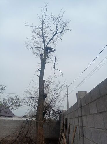 Другие услуги: Услуги арбориста обследование дерева и экспертная оценка его — 8