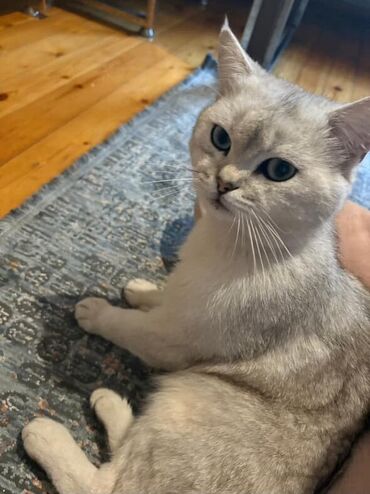 Akvariumlar: Şinşilla, Erkək, Yaxşı əllərə, Ünvandan götürmə