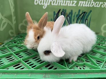 dovşan balaları: Minidovşan balaları – müxtəlif rəng və növlər - Sevimli dekorativ — 8