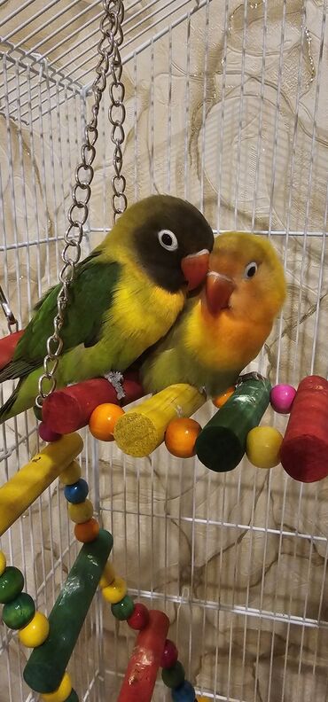 deve quşu: Sevimli papuqay cütlüyü – Lovebird (Agapornis) növü - Növ: Lovebird