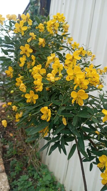 Ağaclar: Bağ bitkiləri – dekorativ ağac və kol sortları - Tulpan Maqnoliya — 19