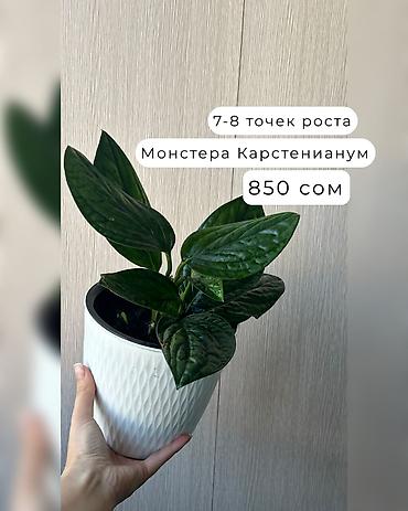 Декоративдик гүлдөр: 🌿Папоротник Асплениум Парвати - неприхотливый папоротник с упругими — 2