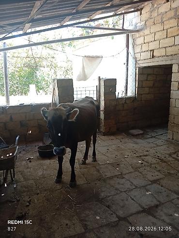 tap az itler kangal: 1ci balasıdi dişi bala 5litrdən çox süd verib indi balası böyüyüb deyə — 3