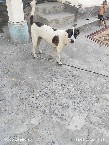 дойки ко: Собака крупного размера, белая с крупными чёрными пятнами. Корпус — 1