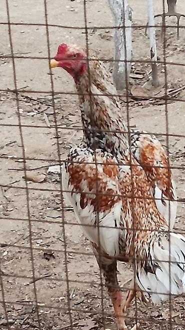 kənd colpasi: Pileymut yumurtaları bir denedi 2 manat — 3