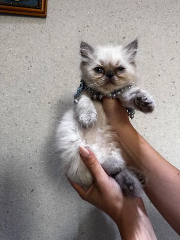 Pişiklər: Dişi, Erkək, Yaxşı əllərə, Ünvandan götürmə -da lalafo.az — 24 Pişiklər: Dişi, Erkək, Yaxşı əllərə, Ünvandan götürmə — 24