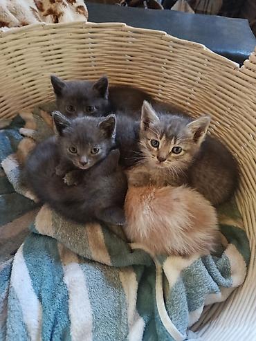 Отдам котят в добрые руки