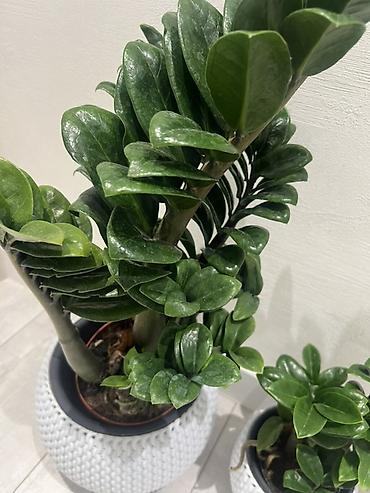 Зензи(Zamioculcas zamiifolia), сорт с утолщёнными побегами и плотными