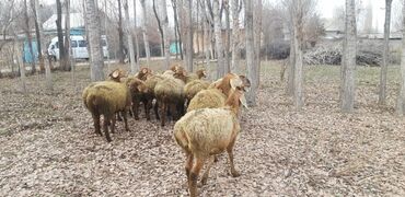 змей голова in Кыргызстан | БАРАНЫ, ОВЦЫ: Продаю | Овца (самка) | Арашан | Для разведения | Ярка