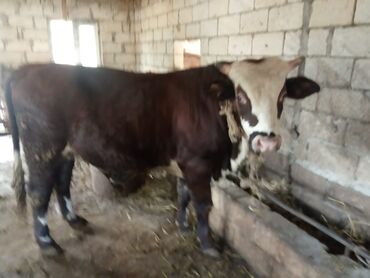 inek simental: Salam çəkisi 200kq artıqdır.simmental dana