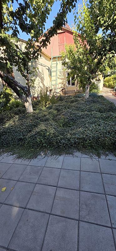 многолетние: Продаю барвинок, многолетний, не прихотливый, быстро разрастается,сорт — 4