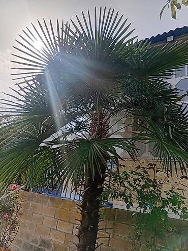 rusiyada saat necedi: Satılır palma ağacı. Balakən rayonunda yerləşir. Hündürlüyü təxminən — 3