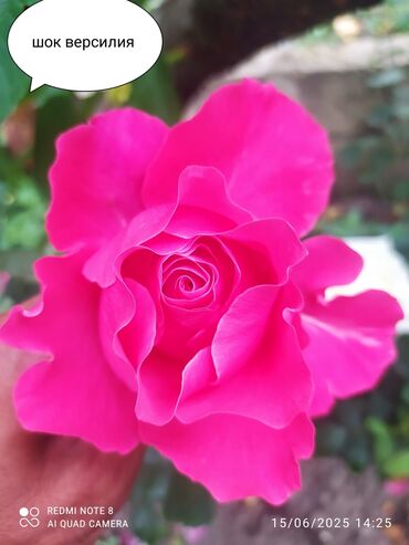 Şitillər: Məhsul: Bağ bitkiləri və meyvə fidanları seçimi - Hibiskus (Rose of — 38