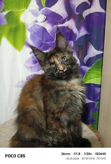 кошка сокулук: Гиганты Кошачьего мира❤️ Мейн-Куны❤️❤️❤️Монопольный Мини питомник — 6