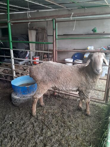 стрижка овец: Продаю | | Арашан