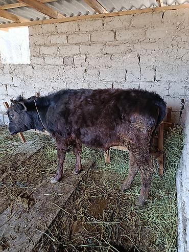 Коровы, быки: Продаю | Бык (самец) | Абердин-ангус — 7