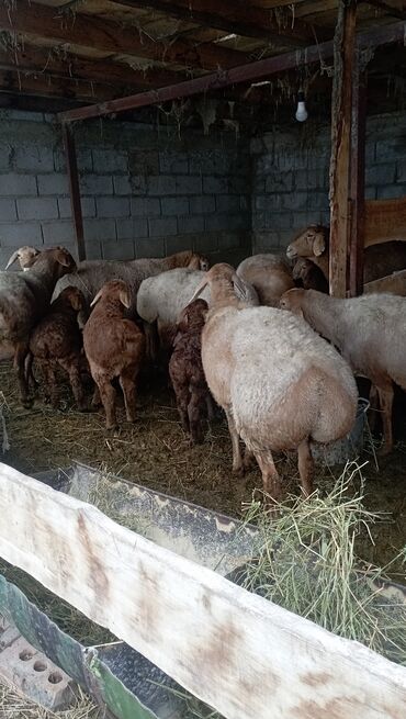 машинка стришки овец: Продаю | Овца (самка) | Арашан | Для разведения | Матка