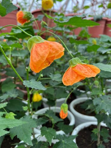 Садовые цветы и кустарники: Абутулионы — 2