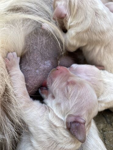 bala afçarka: Retriever, 1 ay, Erkek, Peyvəndli, Pulsuz çatdırılma