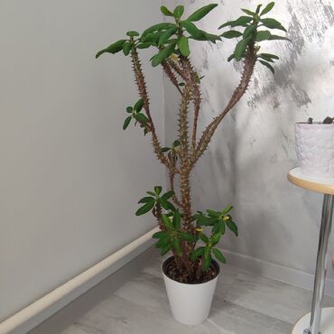 Другие комнатные растения: Продается комнатное растение Молочай гребенчатый. Цена 500 сом